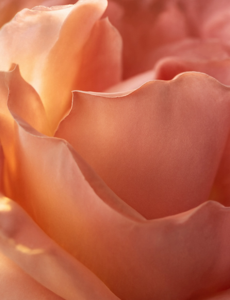 Corazón — Rosa especiada