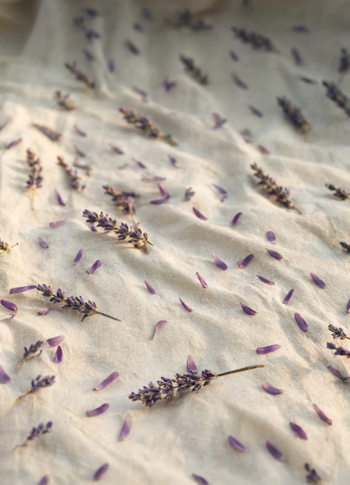 Ambiente Lavanda